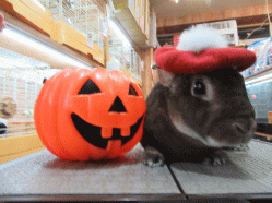 151020f.gif