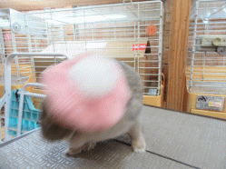 151023b.gif