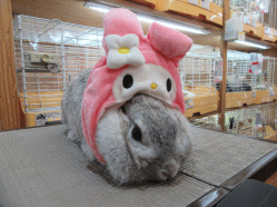 151023d.gif