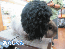 151023e.gif