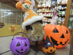 151023h.gif