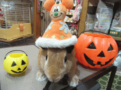 151024b.gif