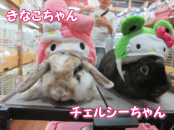 151024k.gif