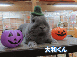151024m.gif