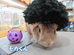 151024o.gif