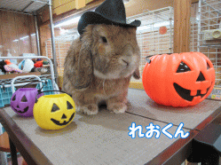 151025g.gif