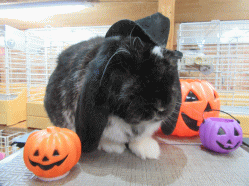 151025l.gif
