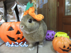 151025m.gif