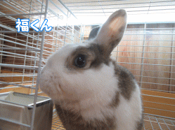151025q.gif