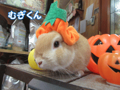 151027c.gif