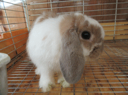 151029d.gif