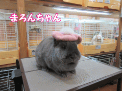 151031a.gif