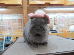 151031b.gif