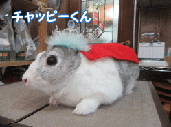 151101a.gif