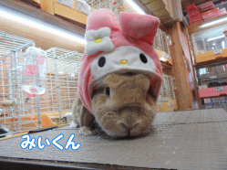 151101g.gif
