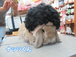 151101i.gif