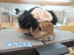 151101k.gif