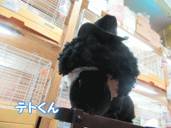151101m.gif