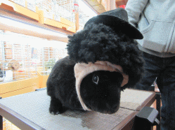 151101n.gif