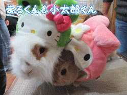 151102c.gif