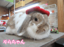 151102e.gif
