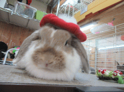 151102f.gif