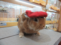 151102h.gif