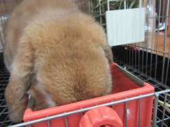 151106h.gif
