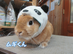 151108b.gif