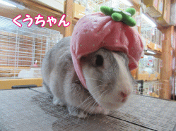 151110a.gif