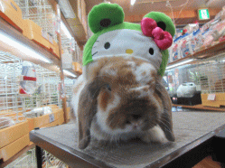 151112b.gif