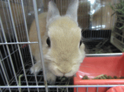 151112d.gif