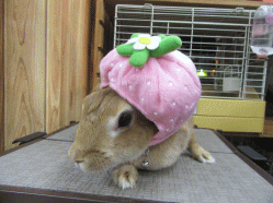 151113b.gif
