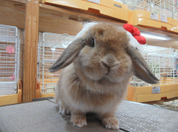 151114b.gif