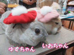 151114c.gif
