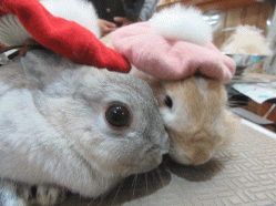 151114d.gif