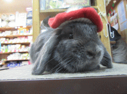 151114f.gif