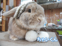 151114g.gif