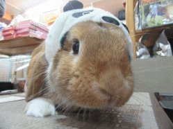 151115h.gif