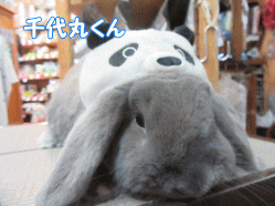 151115i.gif
