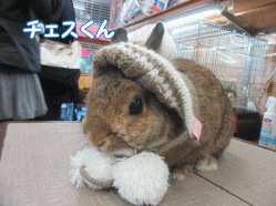 151115k.gif