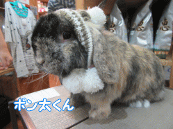 151115l.gif