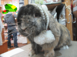 151115m.gif