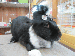 151115q.gif
