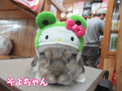 151116a.gif