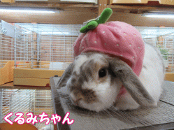 151116c.gif