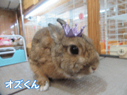 151116e.gif