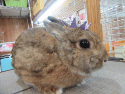 151116f.gif