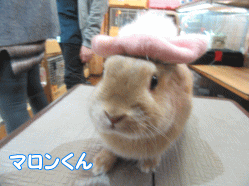 151116g.gif