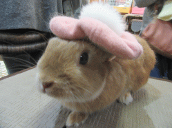 151116h.gif